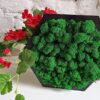 Handcrafted Dark Green Hexagon Moss Wall Art (19 x 17 cm)