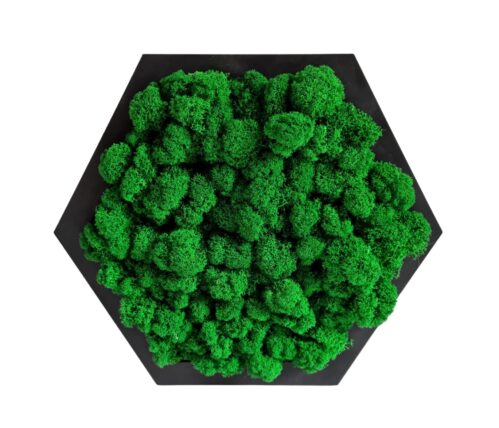 Handcrafted Dark Green Hexagon Moss Wall Art (19 X 17 Cm)