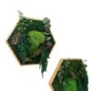 Hexagon Moss Art with Eucalyptus, 26 cm – No Care Needed