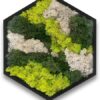 Sechseck Moos Wandkunst in schwarzem Rahmen (38 cm)